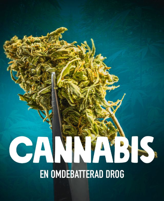 Cannabis - en omdebatterad drog